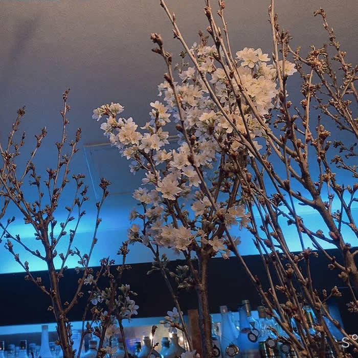 桜3.jpg